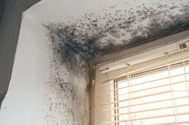 Affordable Basement Mold Removal solutions in Graham, NC