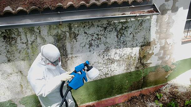 Top rated local Basement Mold Removal specialists in Graham, NC